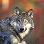 NC Arboretum Gray Wolf