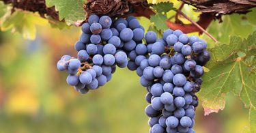 Climate and Wine