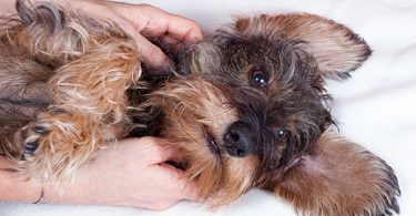 Pet Care