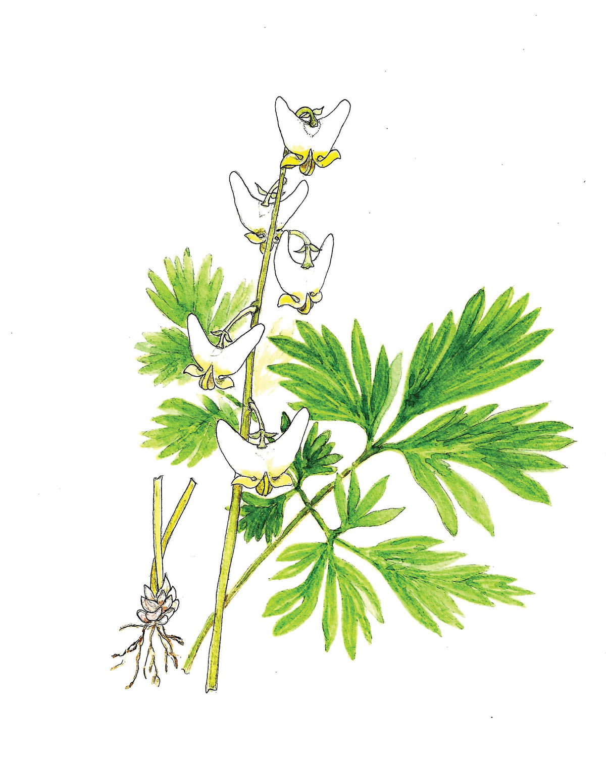 In Bloom: Dutchman’s Breeches