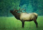 photo of elk Photo by Steve Yocom Photography
