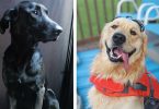 Hero Dogs