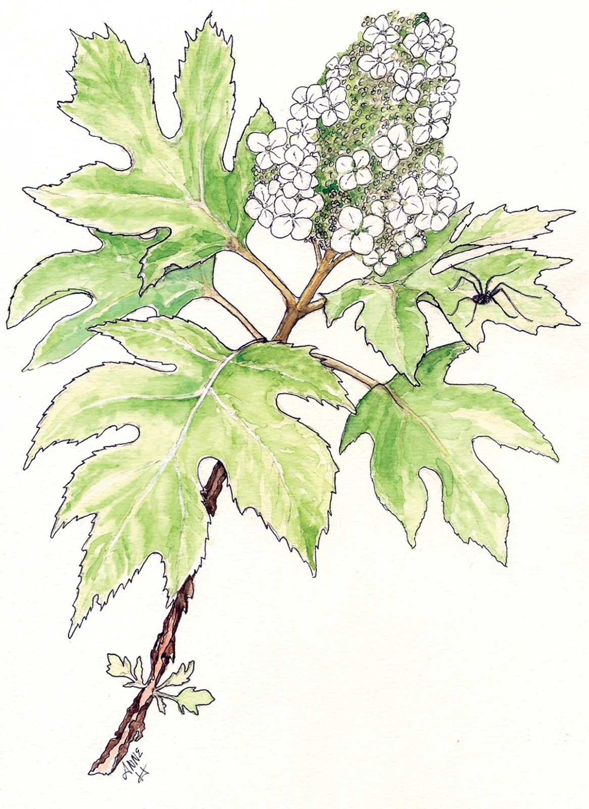 In Bloom: Hydrangea