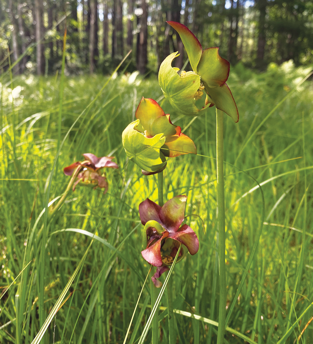Appalachia Bogs