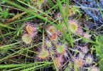 Appalachian Bogs