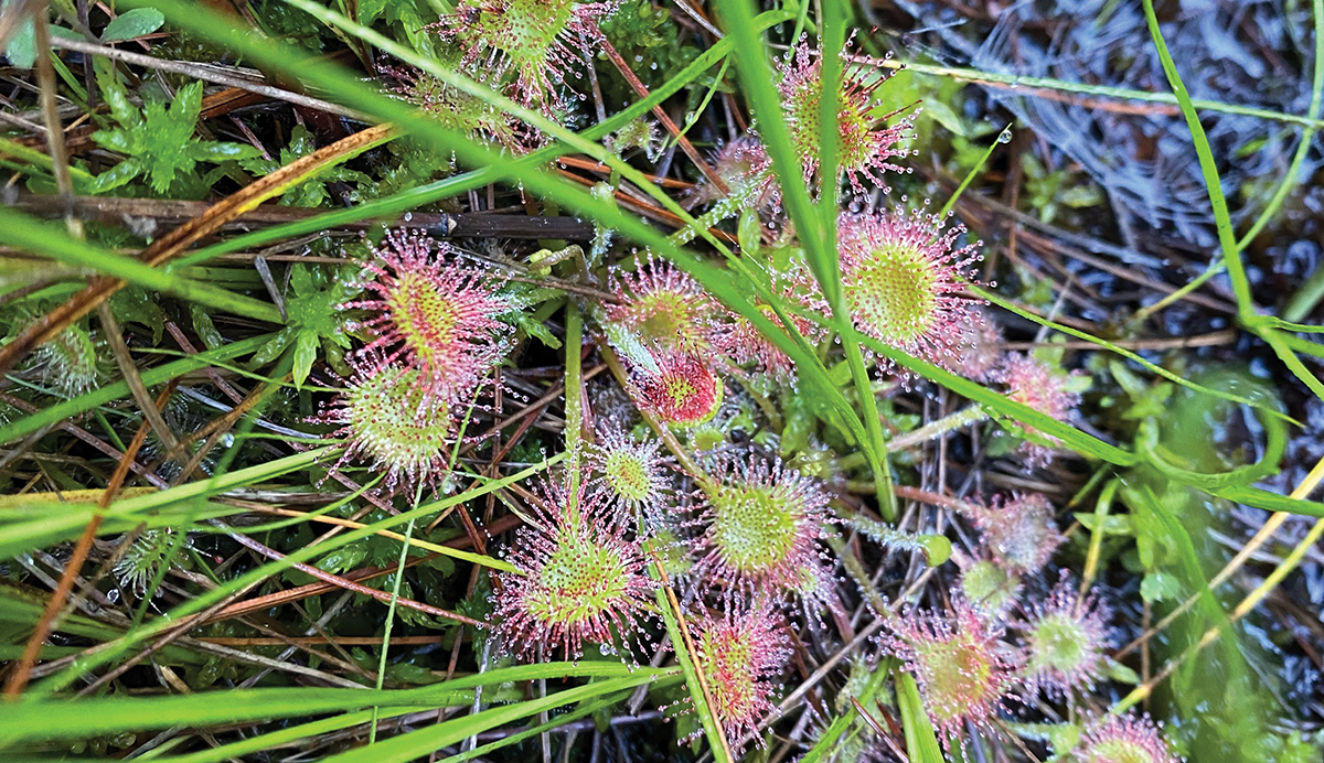 Appalachian Bogs