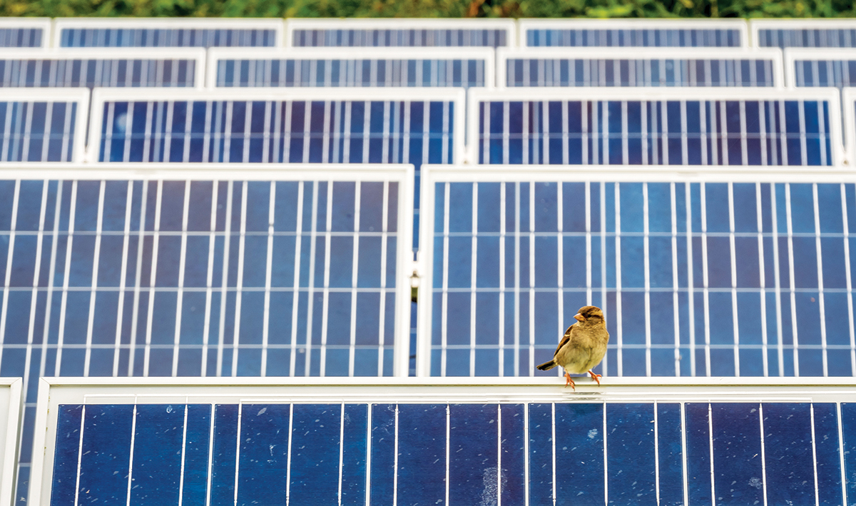 Sustainability: Wildlife and Solar Energy