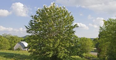 Sustainability American Chestnut Foundation