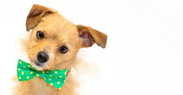 Asheville Humane Society - cute puppy with bow tie