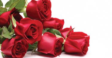 Bouquet of roses on white background