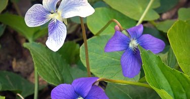 Compleat Natualist violet