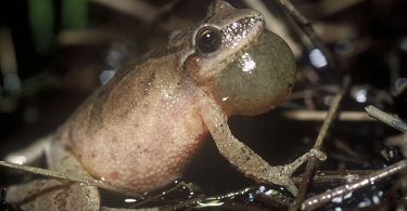 Compleat Naturalist Spring Peeper