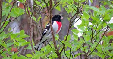 Birdwatching (or simply birding as it is most frequently called these days) is one of the fastest growing hobbies in North America.