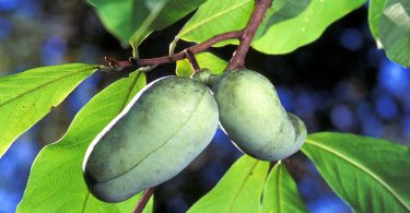 PawPaws NC Arboretum The Laurel of Asheville