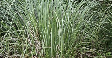 In Bloom: Sedges for Every Garden Habitat