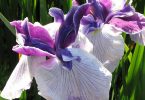 Discover Plants & More at the Black Mountain Garden Show & Sale