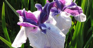 Discover Plants & More at the Black Mountain Garden Show & Sale