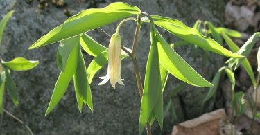 Botanical Gardens: A Trio of Bellworts