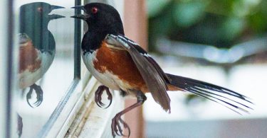 Compleat Naturalist: The Things Birds Do