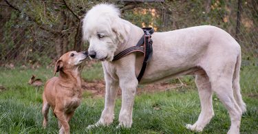Brother Wolf Animal Rescue Helps Other Communities in the South Develop No-Kill Shelter Programs