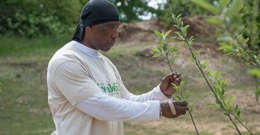 Asheville GreenWorks' Food Tree Projects