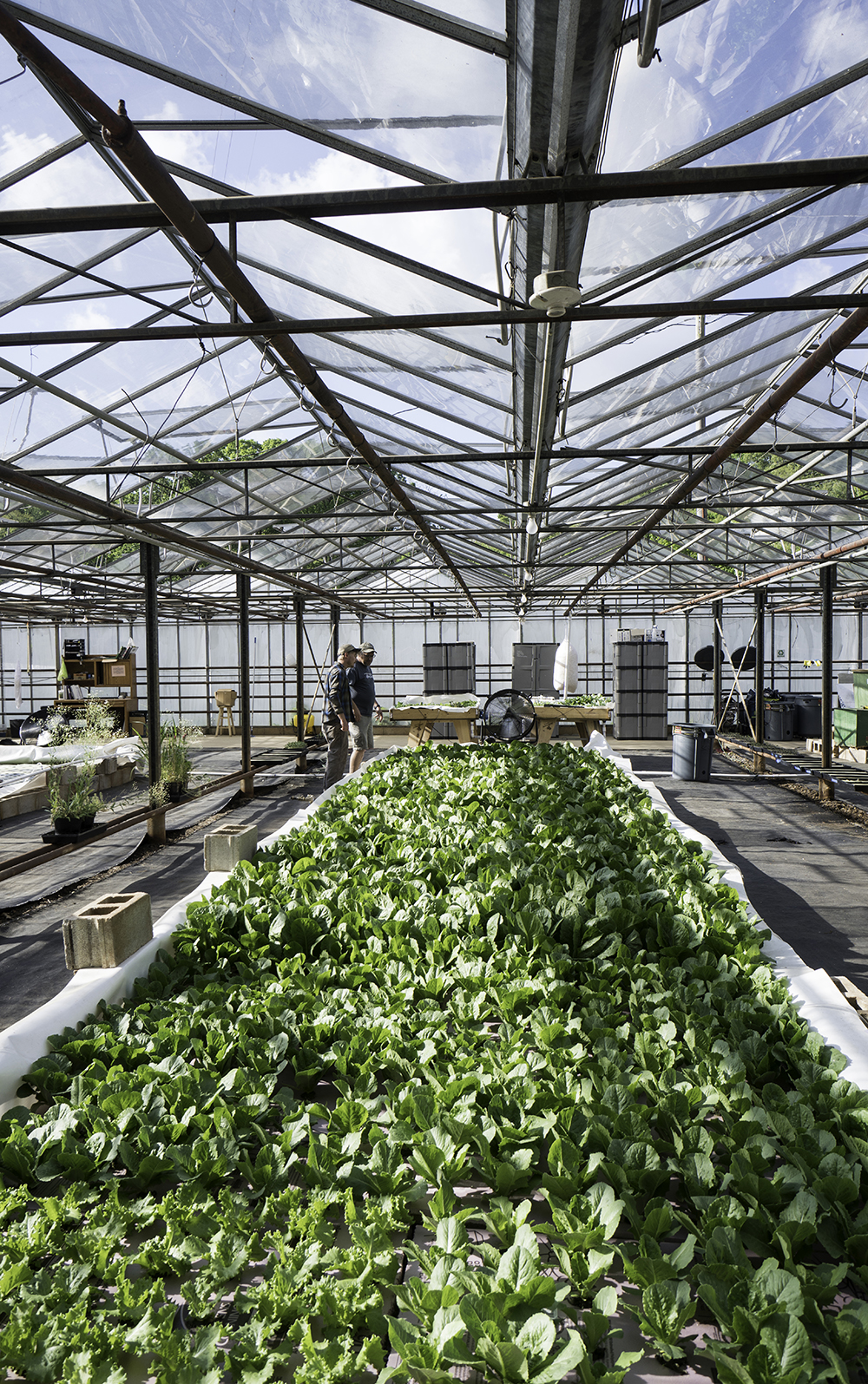 Sustainability: Aquaponic Farming - The Laurel of Asheville
