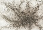 ASheville Printmakers Group