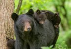 black bear photography
