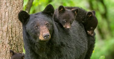 black bear photography