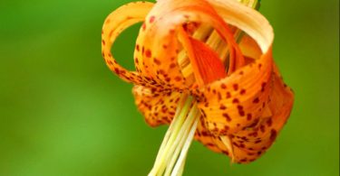 Carolina Lily