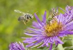 Bee City USA: 4th Pollination Celebration