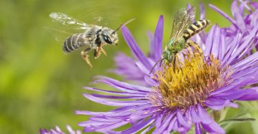 Bee City USA: 4th Pollination Celebration