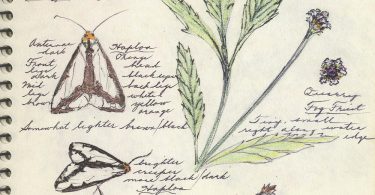 Nature Journal