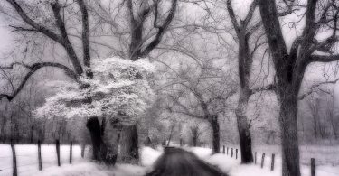 Infrared Photography: Artist Matthew Kraus