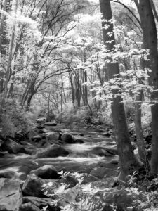 Infrared Photography: Artist Susanna Euston