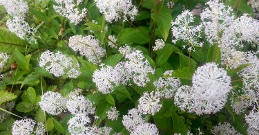 Botanical Tea: Red Root Tea