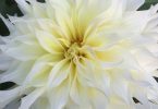 Dahlia Show Photo Contest
