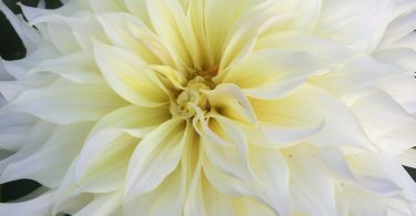 Dahlia Show Photo Contest