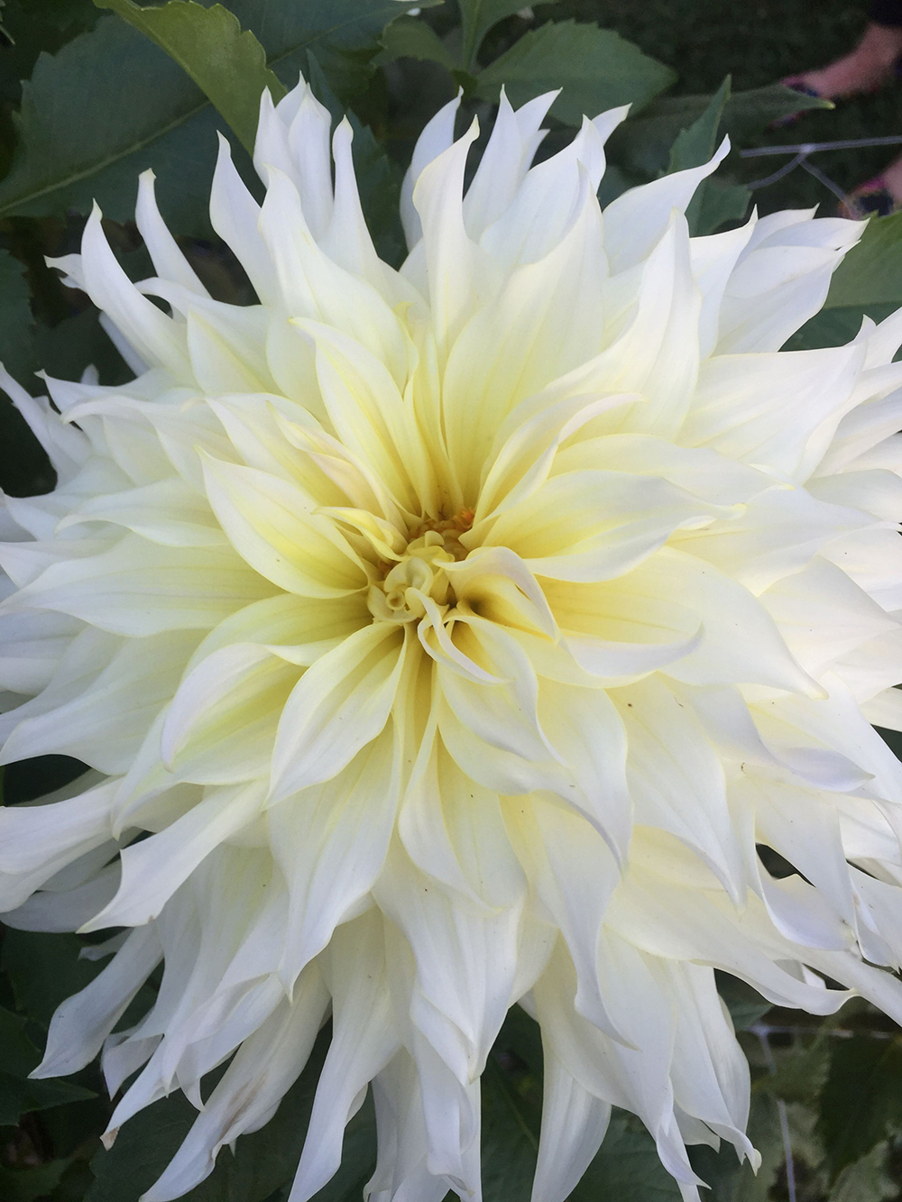 Dahlia Show Photo Contest