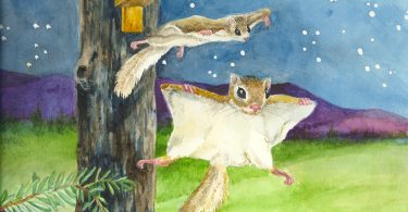 Flying Squirrels