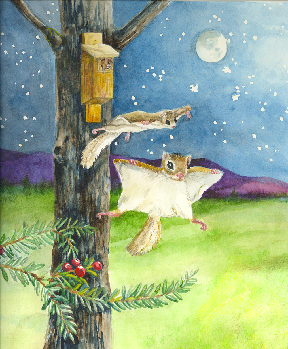 Flying Squirrels