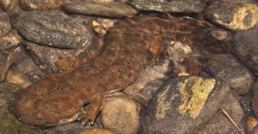 Eastern Hellbender Conservation