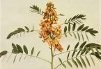 North Carolina Native Plant Wild Senna