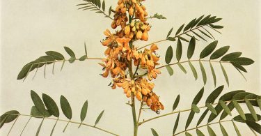 North Carolina Native Plant Wild Senna
