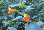 Jewelweed