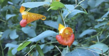 Jewelweed