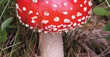 North Carolina Mushrooms