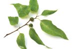 North Carolina Native Plant Hackberry