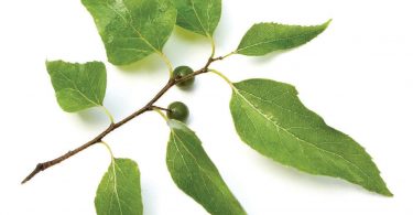 North Carolina Native Plant Hackberry