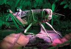 The World of Giant Insects Exhibit at NC Arboretum